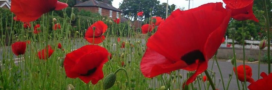 Through the poppies to Telford's old road in Nesscliffe